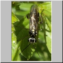 Pachyprotasis cf rapae - Blattwespe 03.jpg